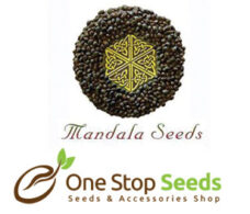 Mandala Regular