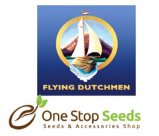 Flying Dutchman Regular
