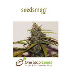 White Widow Feminised Seeds at one stop seeds and accessories Scotland Glasgow