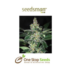 Seedsman Auto Amnesia Feminised Seeds at one stop seeds and accessories Scotland Glasgow