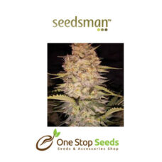 Seedsman Auto Chem Bubbly Feminised Seeds at one stop seeds and accessories Scotland Glasgow