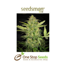Seedsman Auto Lemon Feminised Seeds at one stop seeds and accessories Scotland Glasgow