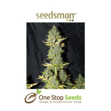 Seedsman Auto Skunk #1 Feminised Seeds at one stop seeds and accessories Scotland Glasgow