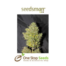 Seedsman Auto UK Cheese Feminised Seeds at one stop seeds and accessories Scotland Glasgow