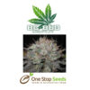 BC Bud Depot - BC Cheese Seeds at one stop seeds and accessories Scotland Glasgow