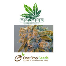 BC Bud Depot - Chem Fire at one stop seeds and accessories Scotland Glasgow