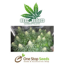 BC Bud Depot - BC Hash Plant Seeds at one stop seeds and accessories Scotland Glasgow