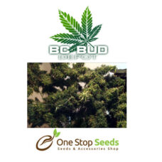BC Bud Depot - Jack Herer at one stop seeds and accessories Scotland Glasgow