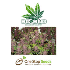 BC Bud Depot - BC Purple Star at one stop seeds and accessories Scotland Glasgow