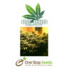 BC Bud Depot - Sweet Island Skunk at one stop seeds and accessories Scotland Glasgow
