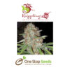 Dr Kripplins Blue Kripplin Seeds at one stop seeds and accessories Scotland Glasgow