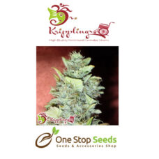 Dr Kripplin Bubblegum x Sweet Cheese Auto Seeds at one stop seeds and accessories Scotland Glasgow