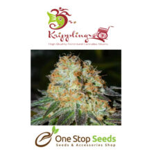 Dr Kripplin Bubblegum x Sweet Cheese Auto Seeds at one stop seeds and accessories Scotland Glasgow