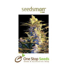 Seedsman Easy Ryder Autoflowering Feminised Seeds at one stop seeds and accessories Scotland Glasgow