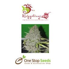Dr Kripplin Ganj-Nam Style Seeds at one stop seeds and accessories Scotland Glasgow