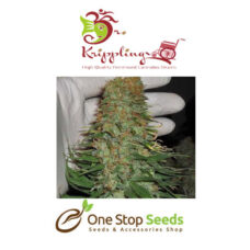 Dr Kripplin Mango Chutney Seeds at one stop seeds and accessories Scotland Glasgow