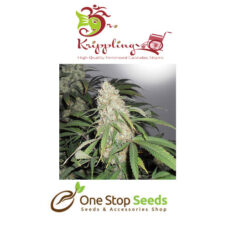 Dr Kripplin Kripple Roulette Seeds at one stop seeds and accessories Scotland Glasgow