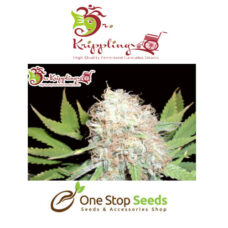 Dr Kripplin bulk smash auto Seeds at one stop seeds and accessories Scotland Glasgow