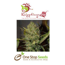 Dr Kripplin Buzz-light-gear Seeds at one stop seeds and accessories Scotland Glasgow