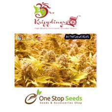 Dr Kripplin Choc matic Auto Seeds at one stop seeds and accessories Scotland Glasgow