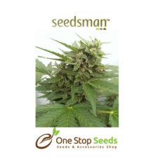 Seedsman Auto Critical Ogre 'Big 'N Fast' Seeds at one stop seeds and accessories Scotland Glasgow