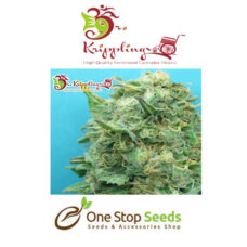 Dr Kripplin Grand heft auto Seeds at one stop seeds and accessories Scotland Glasgow