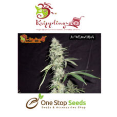 Dr Kripplin Sonic bloom auto Seeds at one stop seeds and accessories Scotland Glasgow