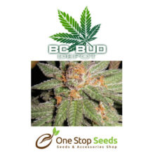 BC Bud Depot - Dynamite OG at one stop seeds and accessories Scotland Glasgow