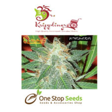 Dr Kripplin Jumping black dash Auto Seeds at one stop seeds and accessories Scotland Glasgow