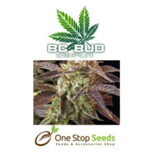 BC Bud Depot - BC Kush Seeds at one stop seeds and accessories Scotland Glasgow