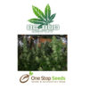 BC Bud Depot - BC Mango at one stop seeds and accessories Scotland Glasgow