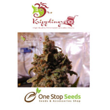 Dr Kripplin Mind Can Trol Seeds at one stop seeds and accessories Scotland Glasgow