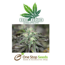 BC Bud Depot - Purple Buddha at one stop seeds and accessories Scotland Glasgow
