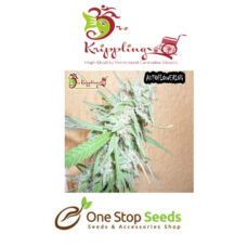 Dr Kripplin Spinning Buzz Kicks auto Seeds at one stop seeds and accessories Scotland Glasgow
