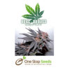BC Bud Depot - The Purps at one stop seeds and accessories Scotland Glasgow