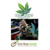 BC Bud Depot - UBC Chemo at one stop seeds and accessories Scotland Glasgow