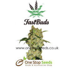 C4 AUTO From Fastbuds at one stop seeds and accessories Scotland Glasgow