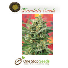 Mandala seeds 8 Miles High seeds at one stop seeds Scotland Glasgow