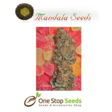 Mandala seeds Fruitylicious seeds at one stop seeds Scotland Glasgow