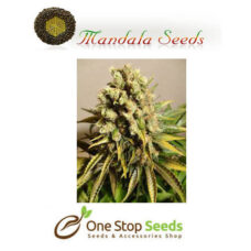 Mandala seeds Ganesh seeds at one stop seeds Scotland Glasgow