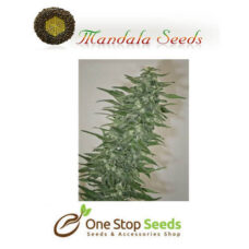 Mandala seeds Rishi Kush seeds at one stop seeds Scotland Glasgow