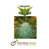 Bubblelicious Auto seeds at one stop seeds and Accessories Scotland Glasgow