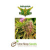 Bubblelicious seeds at one stop seeds and Accessories Scotland Glasgow