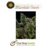 Mandala seeds Purple Paro Valley seeds at one stop seeds Scotland Glasgow