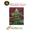 Mandala seeds Satori seeds at one stop seeds Scotland Glasgow