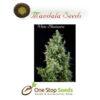 Mandala seeds White Bhutanese seeds at one stop seeds Scotland Glasgow