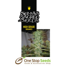 Soma Afghan Delight seeds Available from one stop seeds and accessories Glasgow Scotland