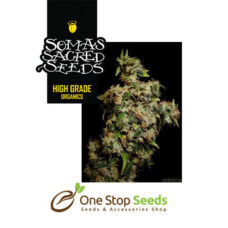 Amnesia Haze Soma seeds Available from one stop seeds and accessories Glasgow Scotland