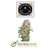 Super Skunk Auto from Sagarmatha available from one stop seeds and accessories Glasgow Scotland