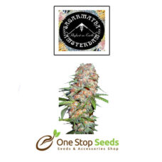 Super Skunk Auto from Sagarmatha available from one stop seeds and accessories Glasgow Scotland